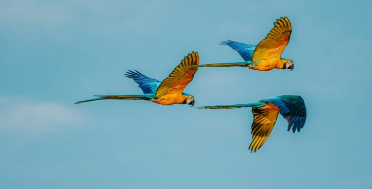 Observação de Animais